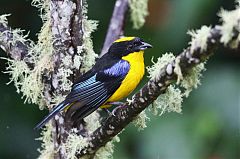 Blue-winged Mountain-Tanager